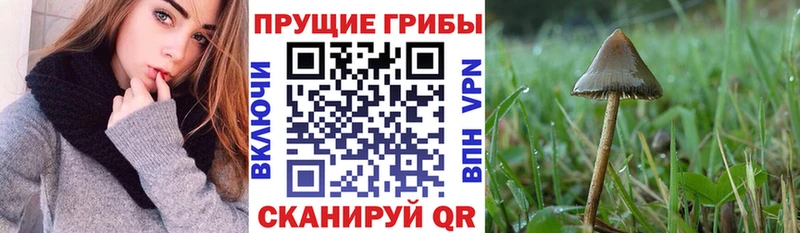 продажа наркотиков  Алексеевка  Псилоцибиновые грибы Psilocybine cubensis 