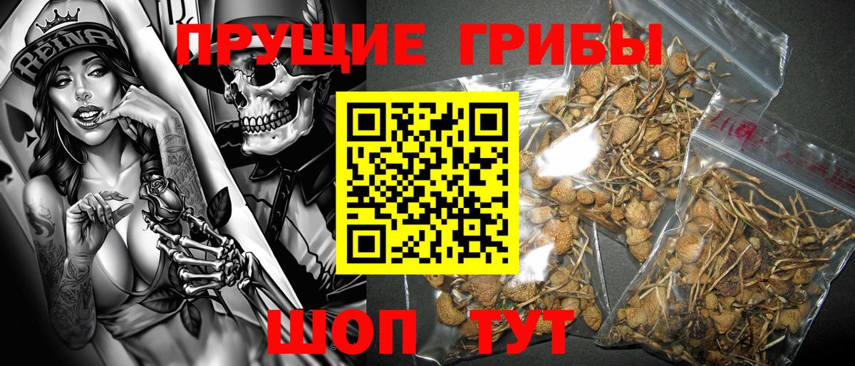 Псилоцибиновые грибы Psilocybine cubensis Алексеевка